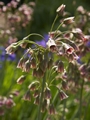 Nectaroscordum siculum-4 Czosnek